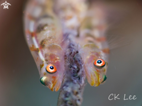 A GOBY