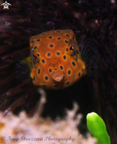 A Yellow boxfish