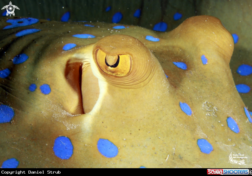 A Bluespotted sting ray