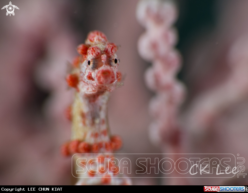 giraffe seahorse