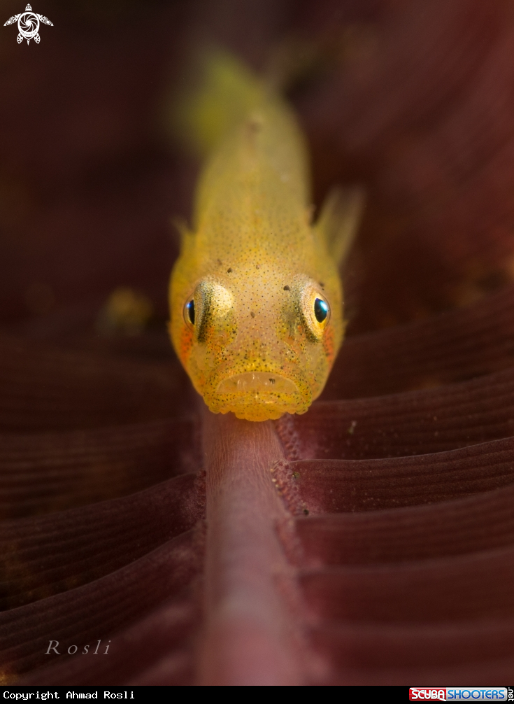 Goby on Sea Pen