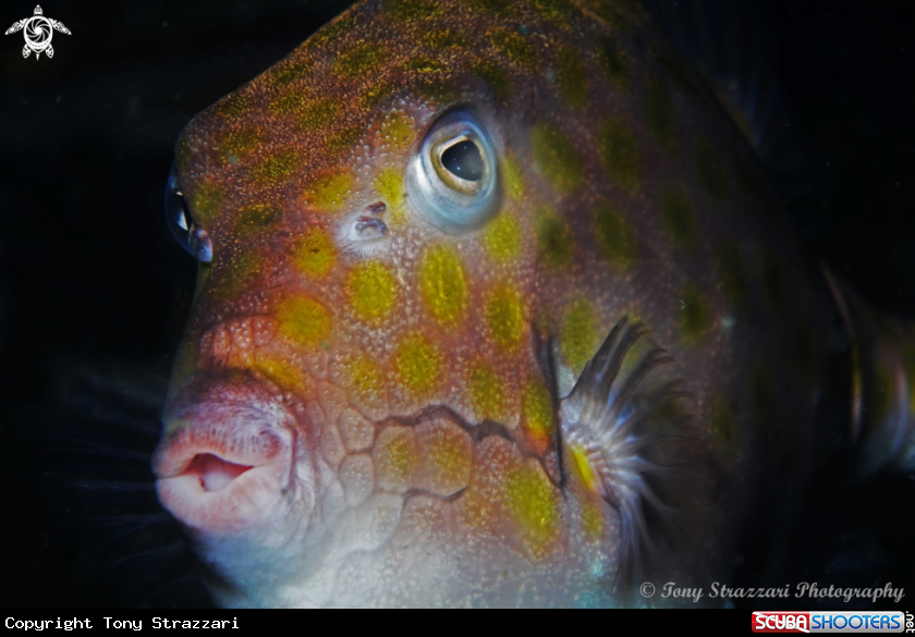 Eastern smooth boxfish