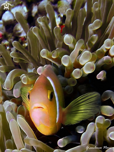 A Amphiprion nigripes | Clownfish