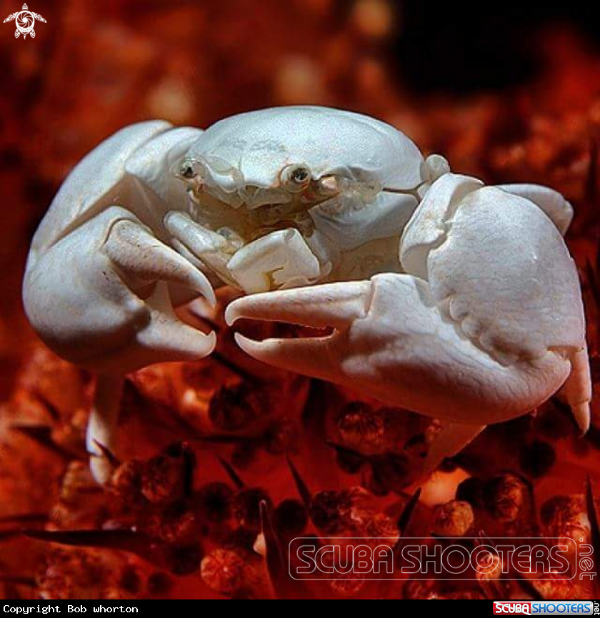 pearl crab