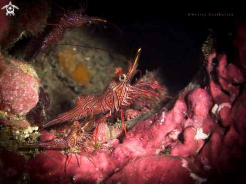 A Rhynchocinetes brucei  |  Bruce's hinge-beak shrimp