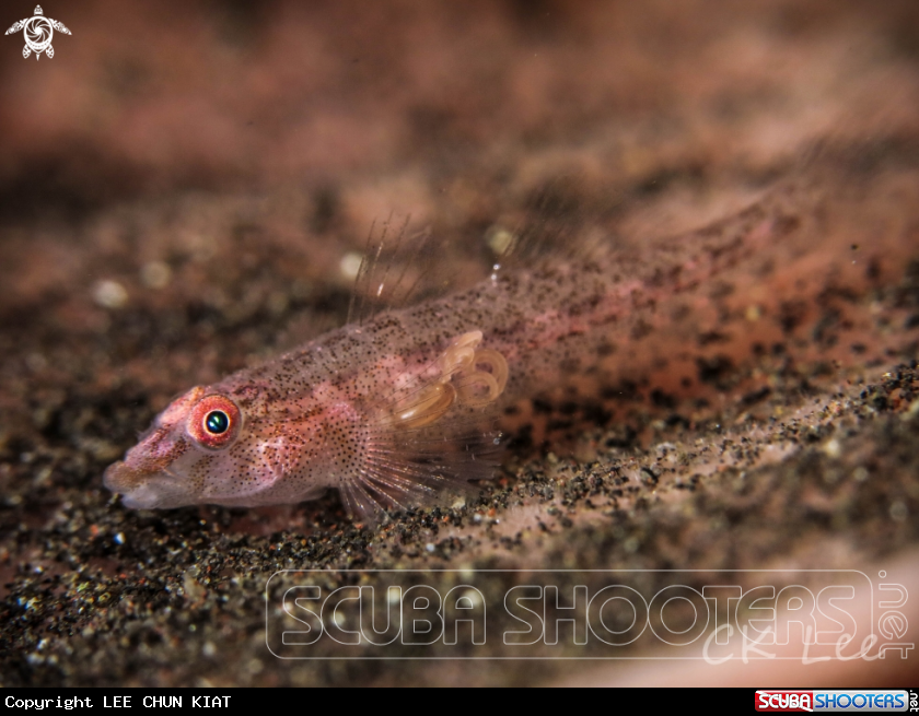 PINK GOBY