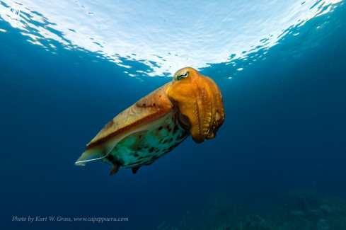 A Sepiida | cuttlefish