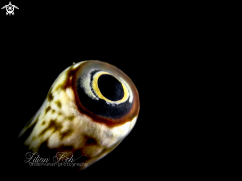 A Conch | Conch eye