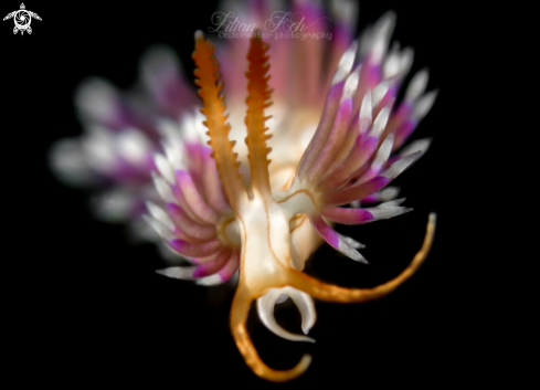 A Facelinid sp. | Flabellina