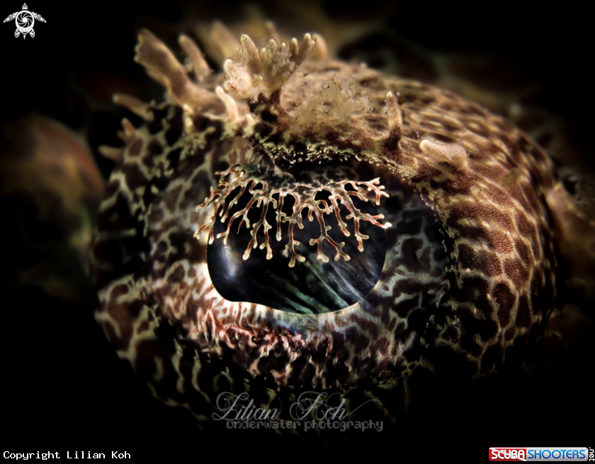 A Eye of Crocodile Flathead