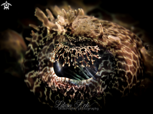 A Cymbacephalus beauforti | Eye of Crocodile Flathead