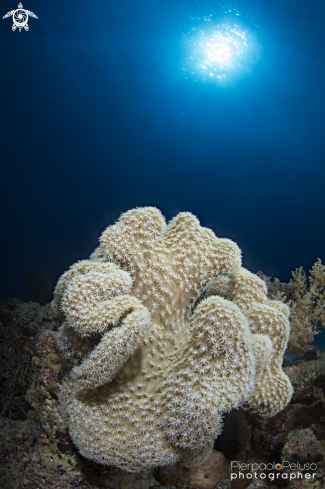A mushroom coral
