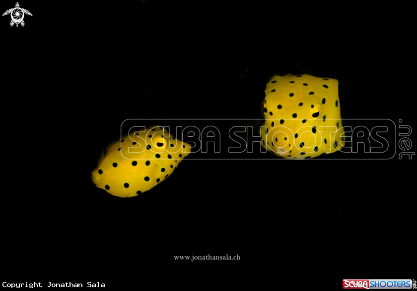 A Juvenile Boxfish