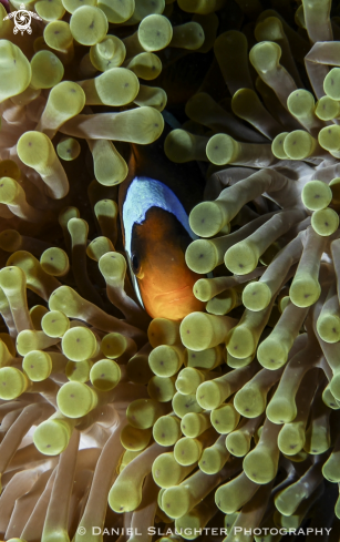 A Amphiprion bicinctus 1 | Anemone Fish
