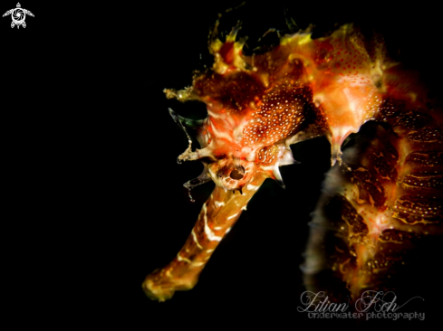 A (Hippocampus histrix) | Thorny Seahorse