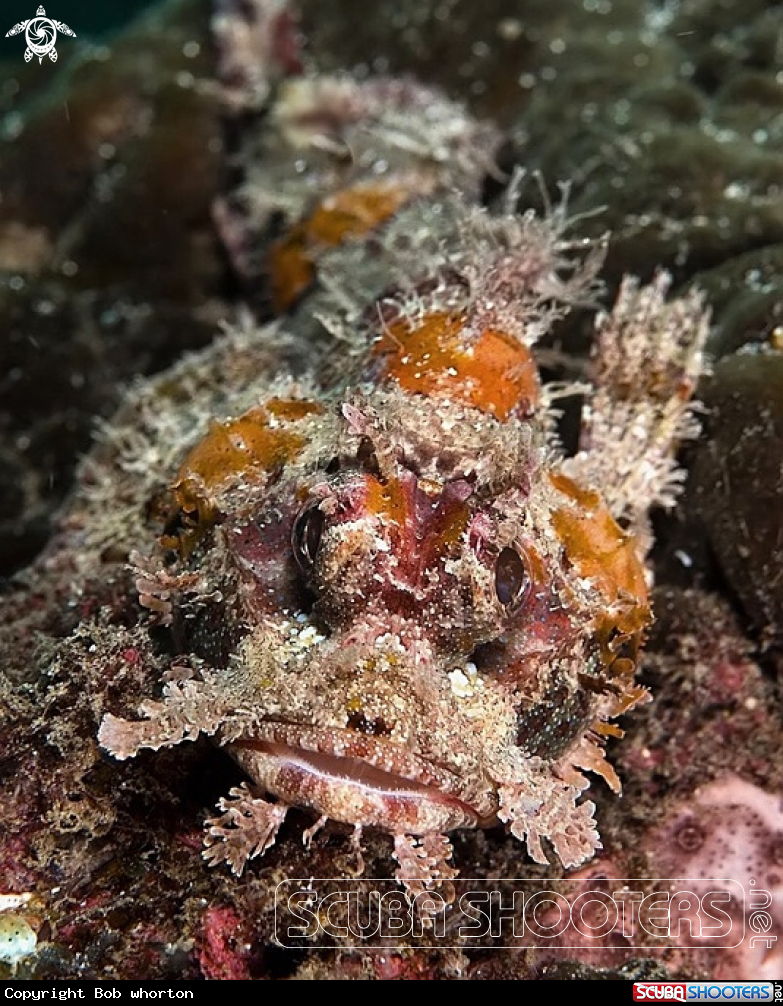 bearded scorpionfish