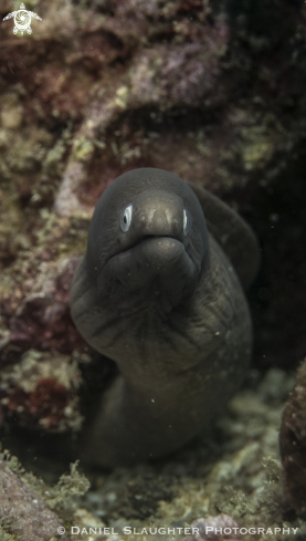 A White Eyed Moray Eel