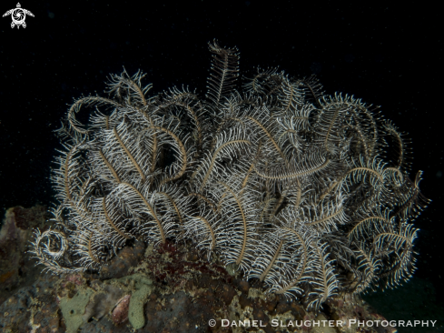 A Unknown | Crinoid