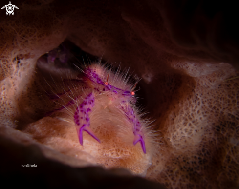 A Lauriea siagiani | Fairy Crab / Pink hairy squat lobster