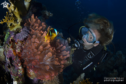 A Red Anemone, Clown Fish and Cinzia