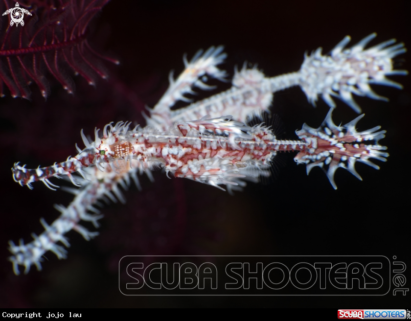 A Ghost white pipefish 
