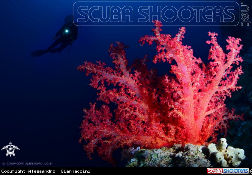 A Dendronephthya sp (corallo molle)