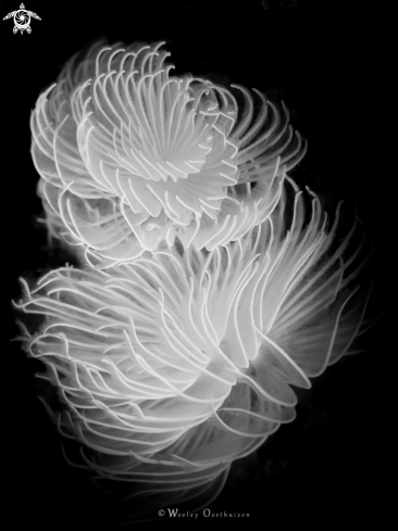 A Sabellidae | Feather Duster Worm