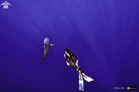 A Carcharhinus perezii | Caribbean Shark