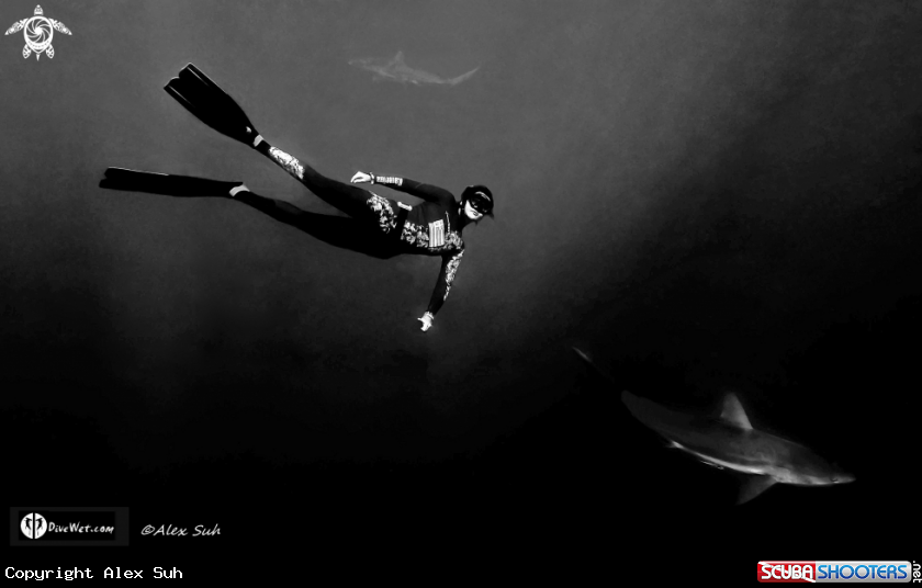 Greek Free Diver Loving Sharks