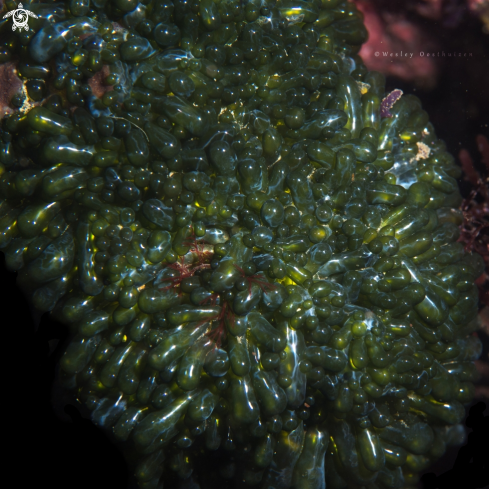 A Bubble algae (aka sailors' eyeballs)