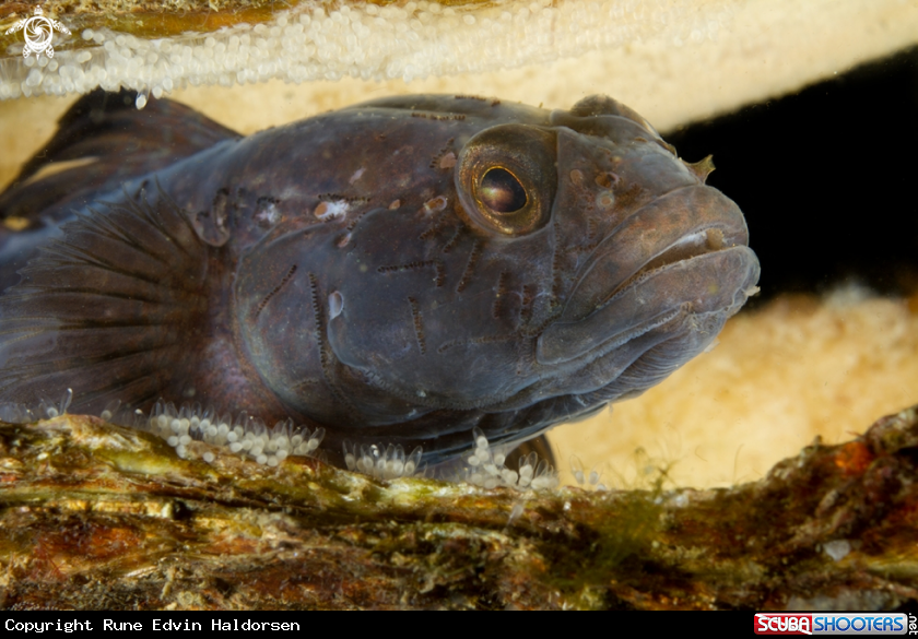 Black goby on eggs