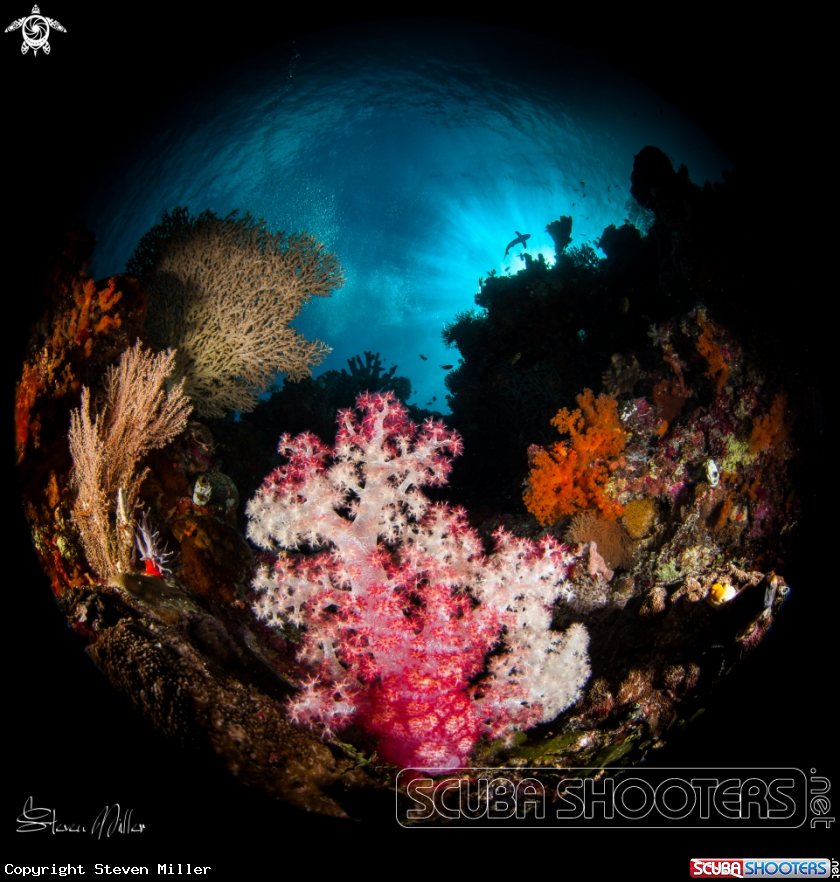 Wakatobi coral garden