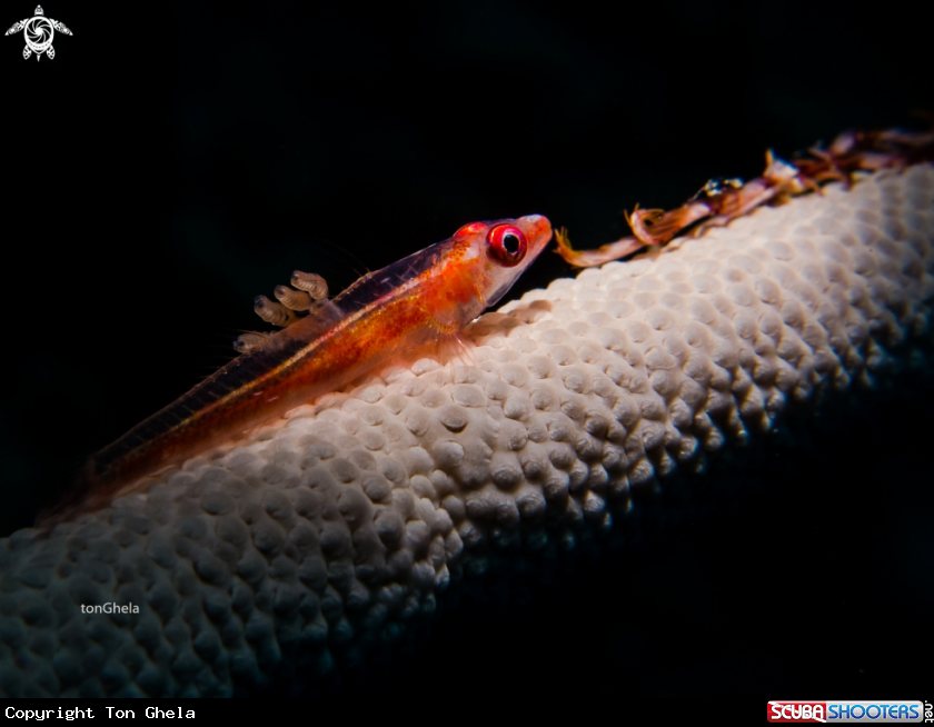 PARASITES ON GHOST GOBY...