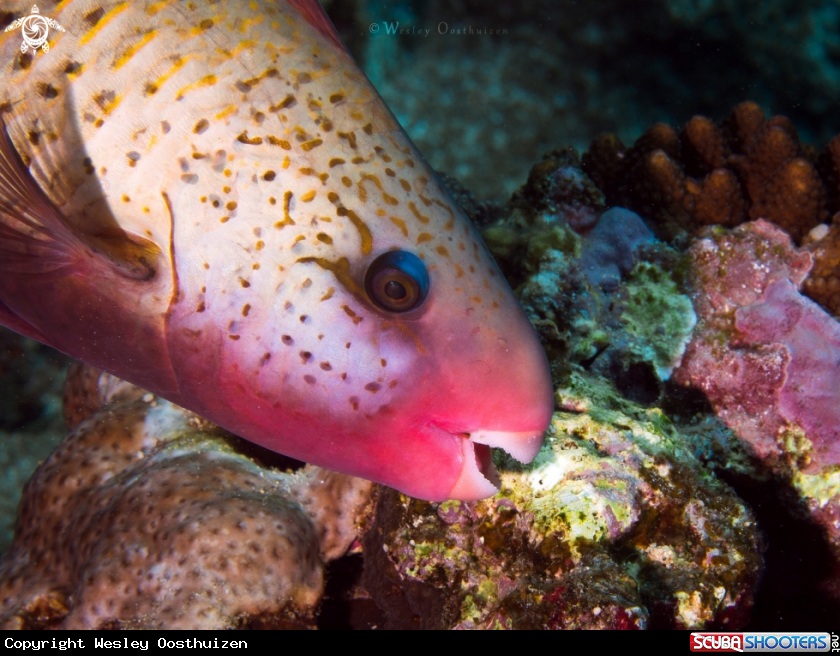 A Bullethead Parrotfish