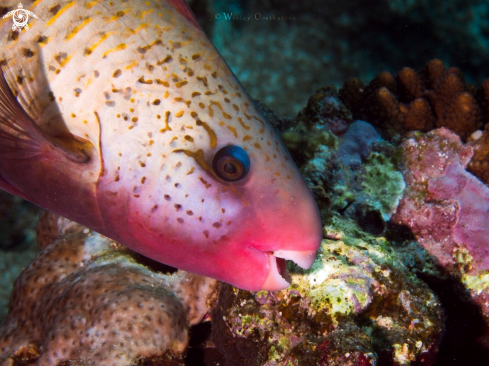 A Bullethead Parrotfish