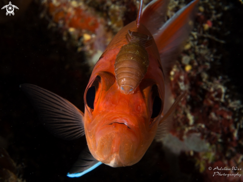 A Blackbar soldierfish & isopod