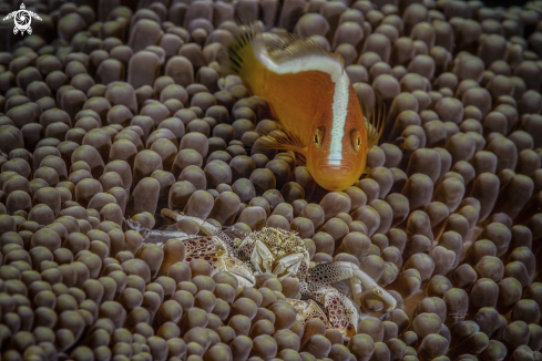 A Neopetrolistheas maculatus (bottom) and Amphiprion sandaracinos (top) | porcellain crab & clownfish over anemone 