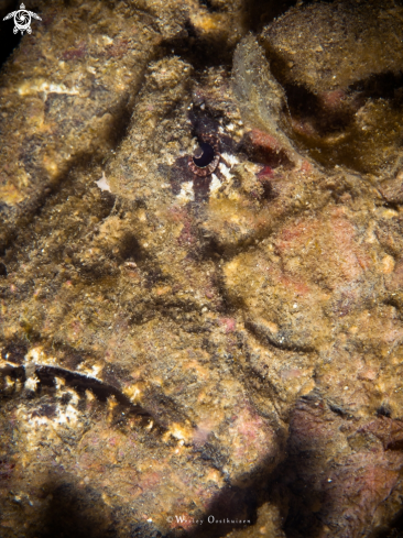 A Synanceia verrucosa | Stonefish