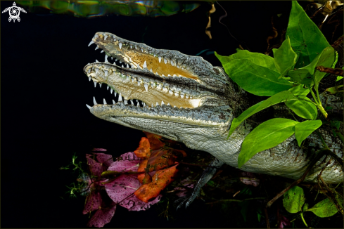 A Crocodile