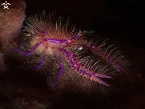 A Lauriea siagiani | Pink hairy squat lobster