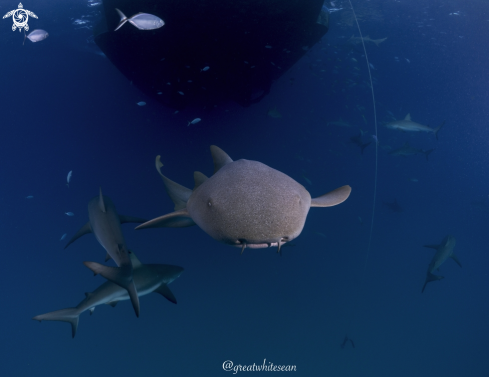 A Ginglymostoma cirratum and Carcharhinus perezii | Nurse Shark and Caribbean Reef Sharks