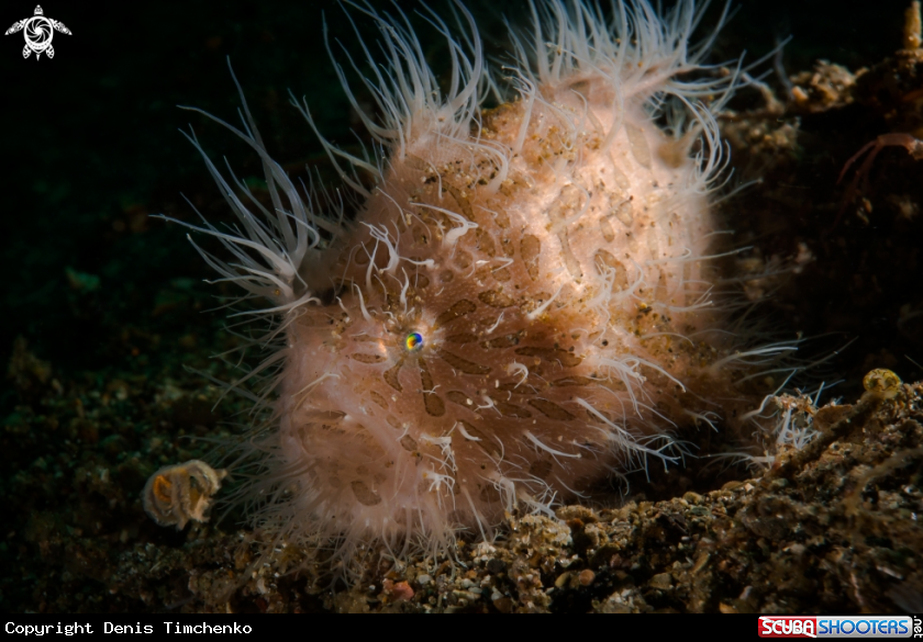 Hairy Frogfish -hunter on bait