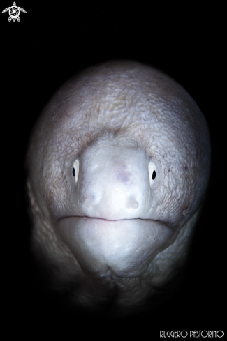 A Gymnothorax thyrsoideus | White moray eel