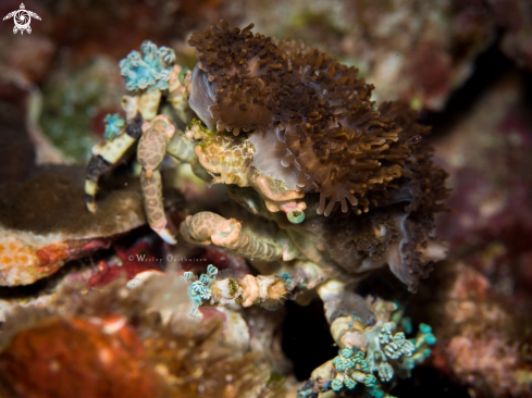 A Cyclocoelema tuberculata | Corallimorph Decorator Crab