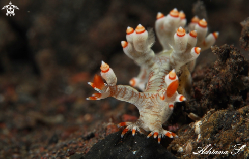 A Bornella adamsii | Nudibranch