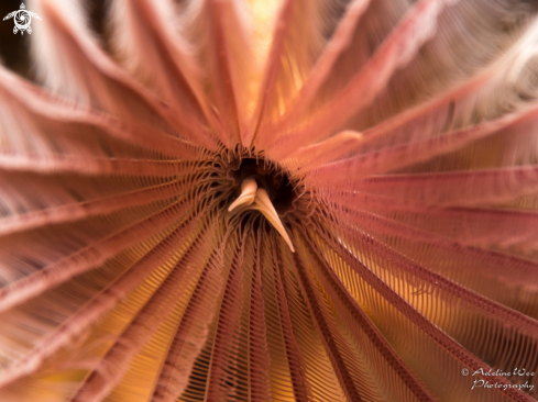 A Sabellidae | Feather duster worm