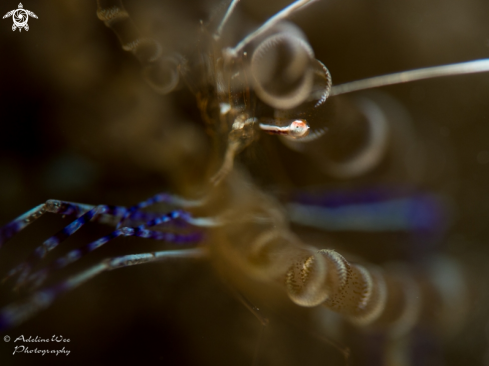 A Ancylomenes pedersoni | Pederson cleaner shrimp