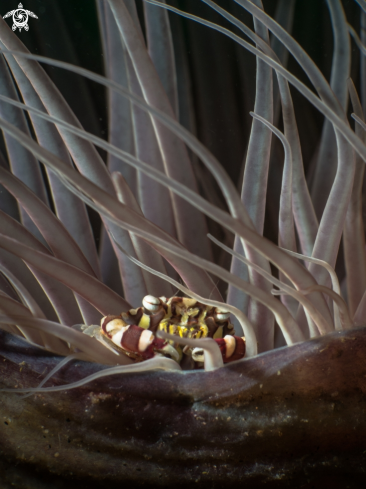 A Lissocarcinus laevis | Harlequin crab