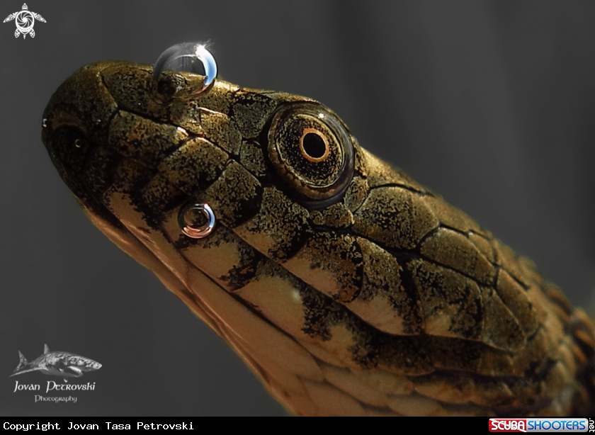 A Ribarica / Water snake.