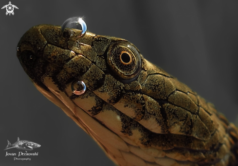 A Natrix tessellata | Ribarica / Water snake.